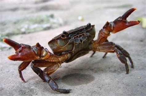 十三种宠物螃蟹种类,宠物螃蟹,螃蟹品种大全(第4页)_大山谷图库