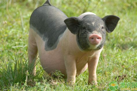 猪及猪的主要的品种 - 知乎