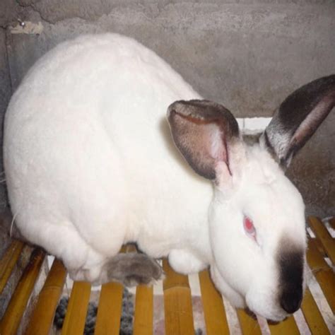 张掖养兔子之前需要准备肉兔养殖回收 山东济宁 种兔养殖-食品商务网