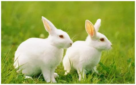 属兔是哪一年出生的年份 属兔的人是哪一年出生的 - 万年历