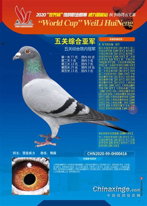 广东揭阳市揭翔赛鸽公棚入棚照片-中国信鸽信息网各地公棚