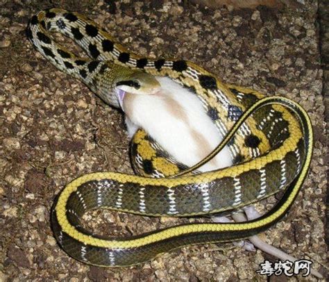 眼镜王蛇大战网纹蟒，毒液与力量的对决 - 蟒蛇科普