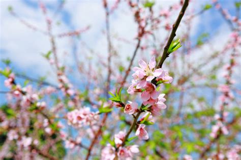 赞美桃花的优美句子,桃花的诗词,描写桃花的优美句子_大山谷图库