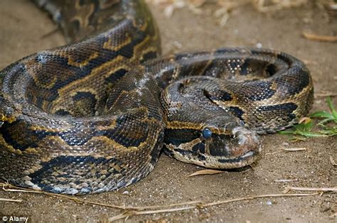 圭亚那教师捕获巨型蟒蛇 和朋友欢乐合影_毒蛇新闻_毒蛇网