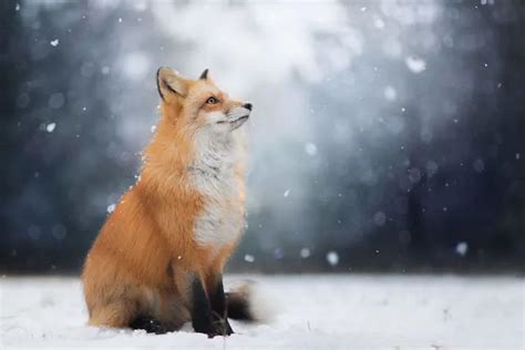 准时开饭！一只狐狸到东北林区瞭望塔连续“蹭饭”一个月-大河新闻