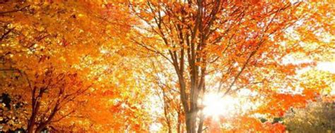 描写秋天银杏树的优美句子 描写秋天银杏树的好段-句子巴士