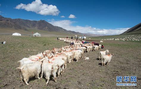 西藏阿里：岩羊成群觅食-人民图片网