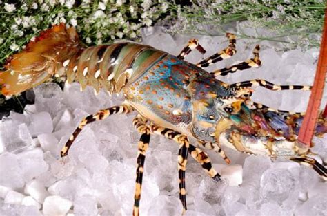 世界上第一大的龙虾(世界上十大龙虾排名)-汇君网