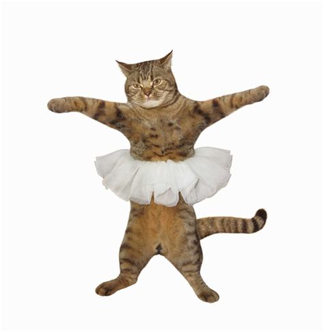 猫的舞蹈动作,简单,儿童(第4页)_大山谷图库