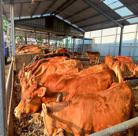 出售西门塔尔牛犊子活牛崽小牛活苗西门塔尔牛山东养殖场-阿里巴巴