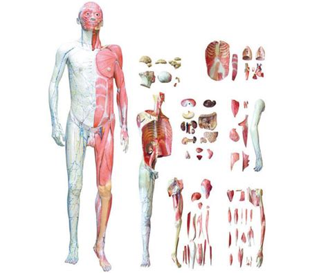 HK-A1028-2 人体全身层次解剖附内脏模型-上海罕康-心肺复苏模拟人厂家