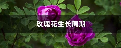 玫瑰花期有多长 —【发财农业网】