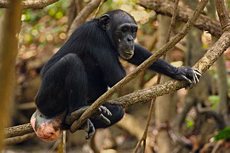 雌性母猩猩生殖器图片（多数动物都有的） - 赤虎壹号