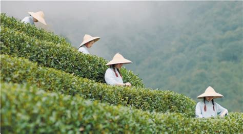 打造“茶”知名品牌，促进茶旅融合发展！_直播江门