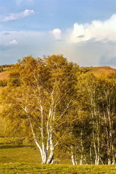 白杨树和山坡摄影图高清摄影大图-千库网