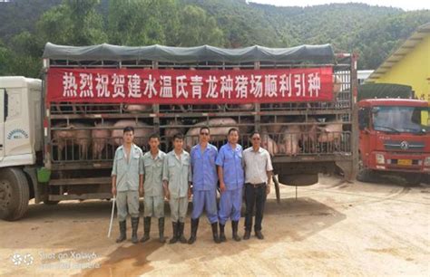 红河州“三百万头生猪产业化养殖基地”项目首个种猪场在建水青龙建成投产
