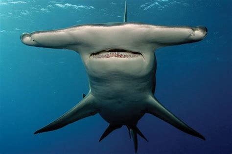 巨齿鲨和大白鲨对比,巨齿鲨和鲨,鲨vs巨齿鲨(第5页)_大山谷图库