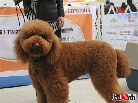 世界上最聪明贵宾犬巨型泰迪，身材魁梧温顺/曾售价600万_探秘志