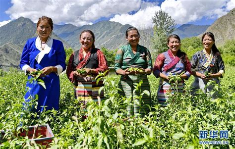 西藏林芝：桃花盛开-人民图片网