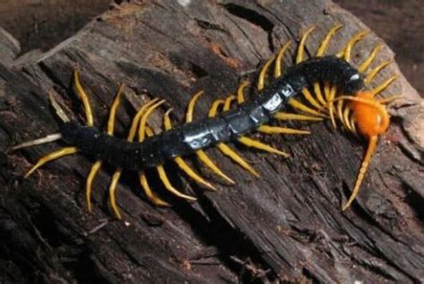 奇趣纪录片：十几米长的巨型蜈蚣，盘点6种比恐龙更早出现的可怕生物