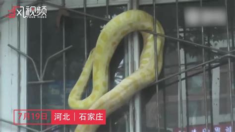 吓人！4米长黄金大蟒惊现郑州街头 - 河南一百度
