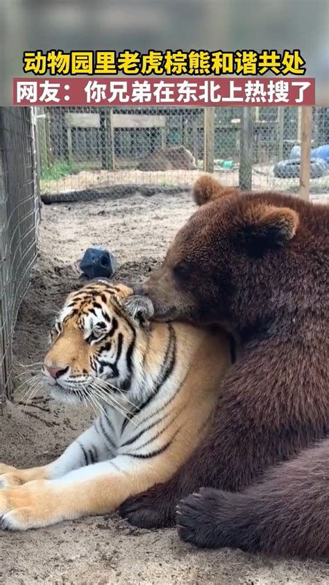 动物园里老虎棕熊和谐共处！_新浪新闻