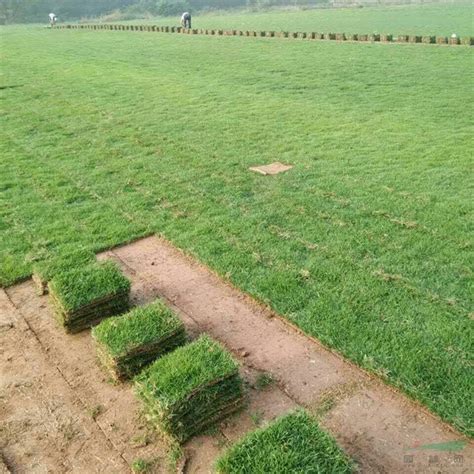 厂家直销天然护坡绿化果岭草 百慕草 绿化工程专用草坪 量大从优-阿里巴巴