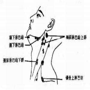 颌下淋巴结位置图图片