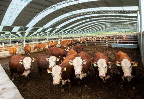 肉牛应该如何养殖，需做好以下四点 - 农敢网