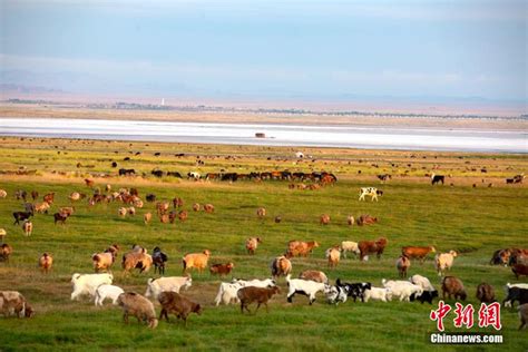新疆巴里坤草原现“风吹草低见牛羊”景观_新浪图片