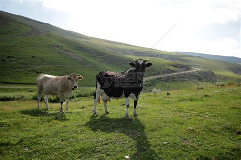放牧牛的乡村景观高清图片下载-正版图片507104794-摄图网