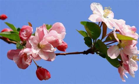 海棠花的花语是什么（海棠花的寓意和象征介绍） – 碳资讯