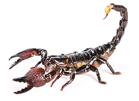 【蝎子常识】安徽蝎子养殖，新手在室内养蝎子到底能不能养成功呢？_蝎子养殖网