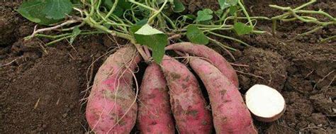 红薯栽培技术 - 花百科