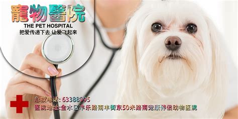 宠物医疗图片素材-正版创意图片500911440-摄图网