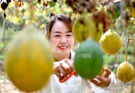 安徽亳州：瓜蒌黄 收获忙-人民图片网