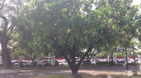 Kisah Pohon Keben di Istana yang Ditanam Soeharto dan Tien