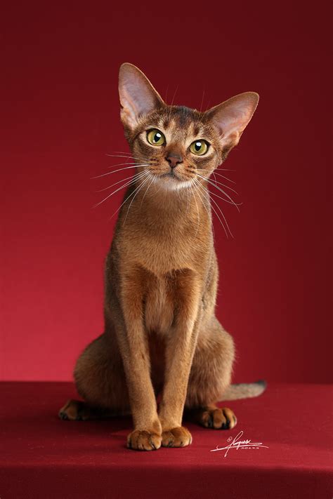 阿比西尼亚猫|摄影|动物|AMYWORKS赛猫摄影 - 原创作品 - 站酷 (ZCOOL)
