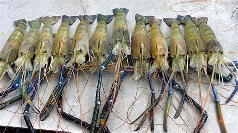 罗氏虾是淡水还是海水虾（一文概述罗氏虾养殖条件和方法）-蓝鲸创业社