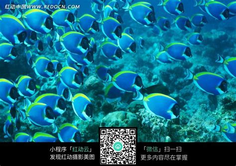 成群结队的鱼沿着珊瑚游高清图片下载-正版图片504511751-摄图网
