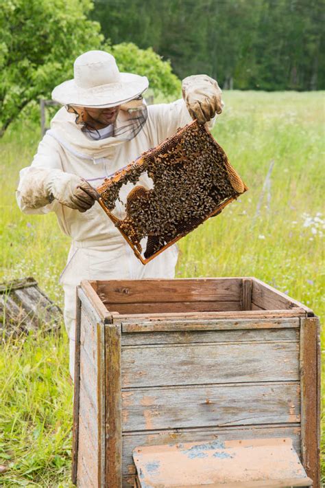 养蜂多久取一次蜂蜜？ - 养蜂技术 - 酷蜜蜂