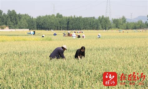 沂堂镇：俯身农事忙，蒜苔收满仓，1.5万亩蒜苔丰产丰收！-在临沂