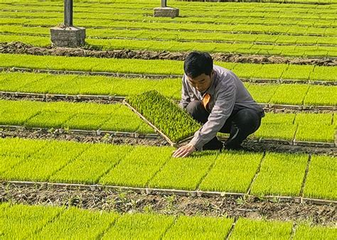济南：水稻育秧实现数字化 亿株稻苗进驻炼苗棚__凤凰网