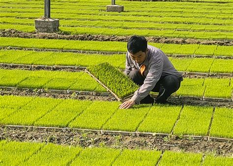 河南范县：育出好秧苗 助力水稻丰-河南省乡村振兴网