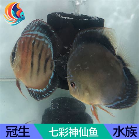七彩神仙鱼苗阿莲卡 2-3厘米精品鱼房观赏热带种鱼_虎窝淘