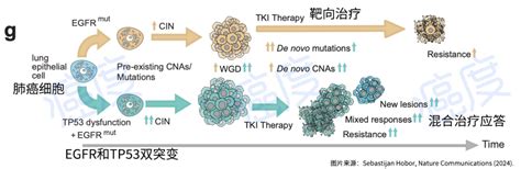 非小细胞肺癌EGFR靶向治疗这四类临床试验值得关注_全球肿瘤医生网