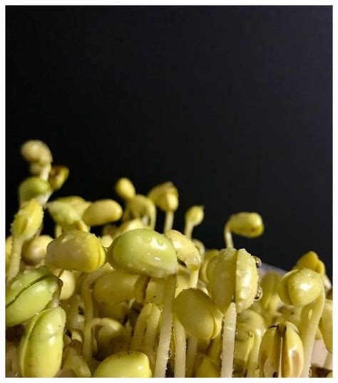 绿豆种植观察日记：绿豆发芽的样子真是太可爱了