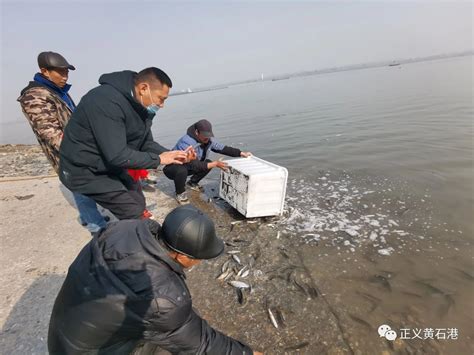 禁渔期非法捕获鱼类5.97千克 云阳这两起案件被告人被判放归4万尾鱼苗“补过” - 重庆日报网