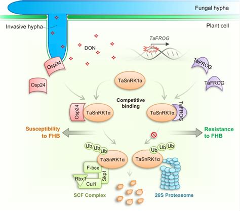 钾离子可强化训练T细胞攻击癌细胞__凤凰网