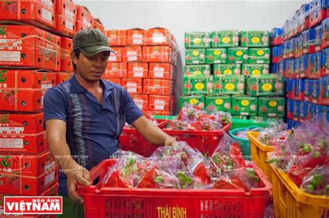 越南1月水果贸易强劲 中国为主要出口地 - 亚洲水果